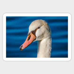 Beautiful Mute Swan Portrait Sticker